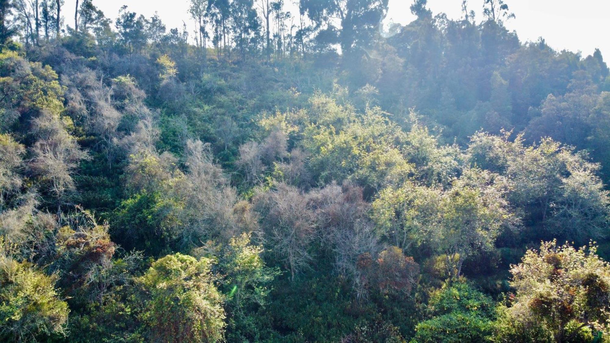 La Flora Kodaikanal Exterior foto